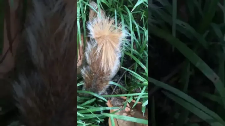 Squirrel Gets Revenge – video