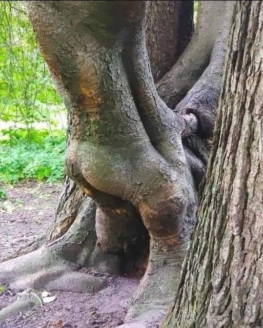 That’s a fucking tree
 ·