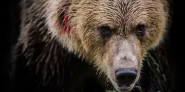 Pennsylvania woman almost scalped by ‘aggressive’ momma bear
