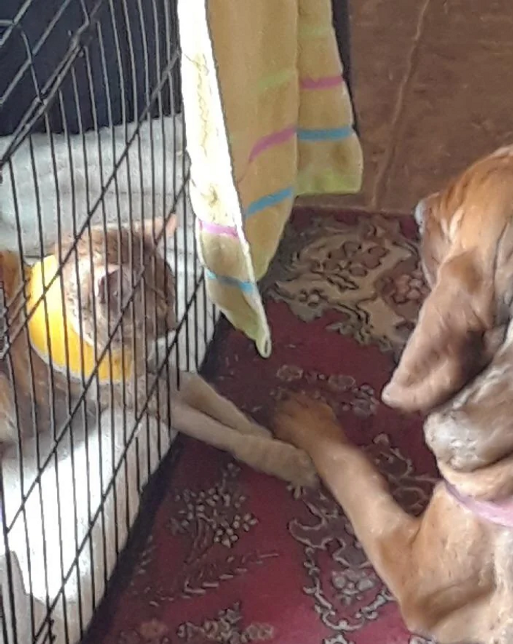 Dog Comforting Cat