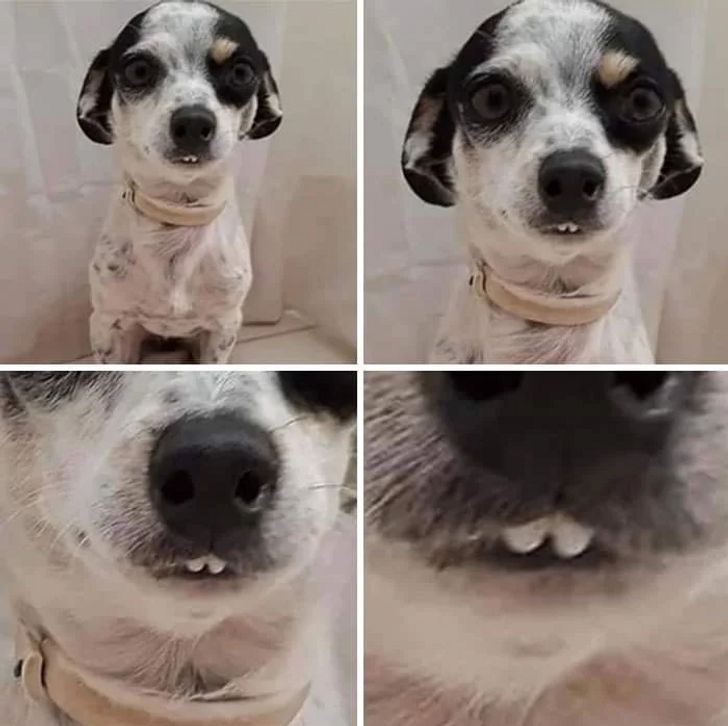 Funny Face Dog