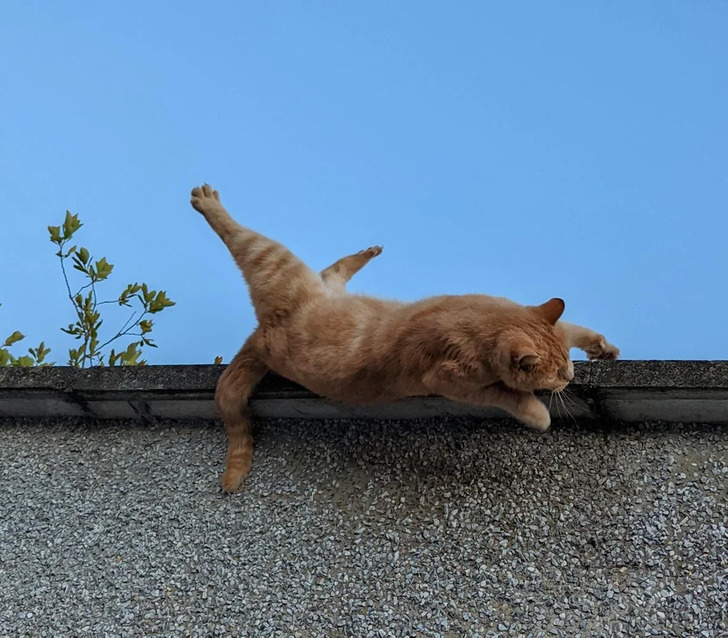 Cat Falling off Wall