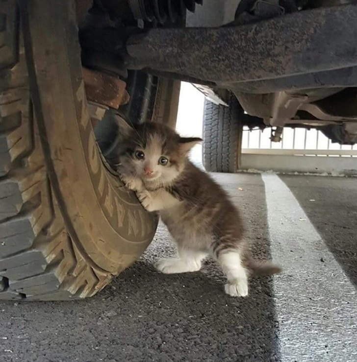 Kitten Found Under Car