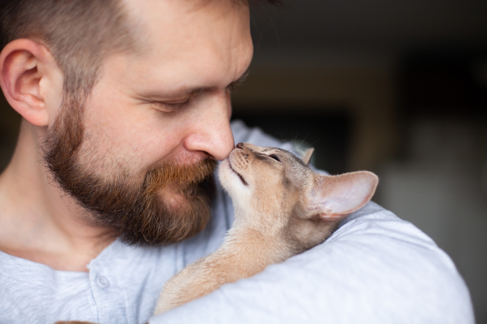 Cat headbutting owner