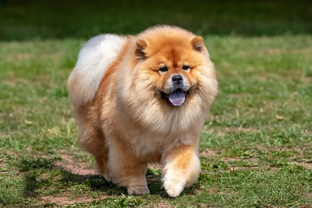 Chow Chow Dog