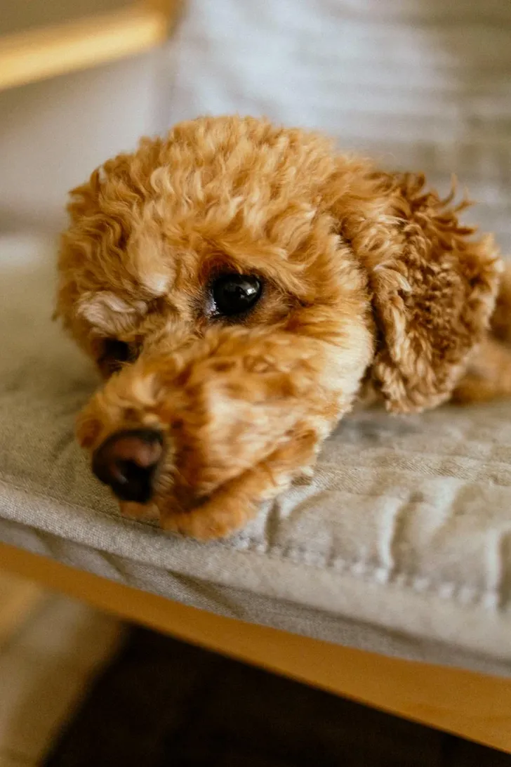 Poodle