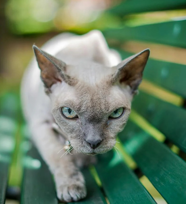 Devon Rex cat