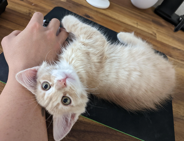 Clingy Pet Number 12