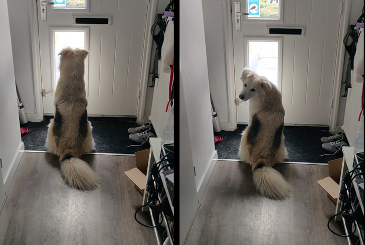Dog waiting for dad