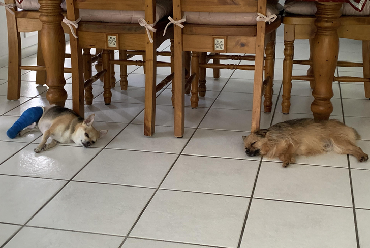 dog supports chihuahua