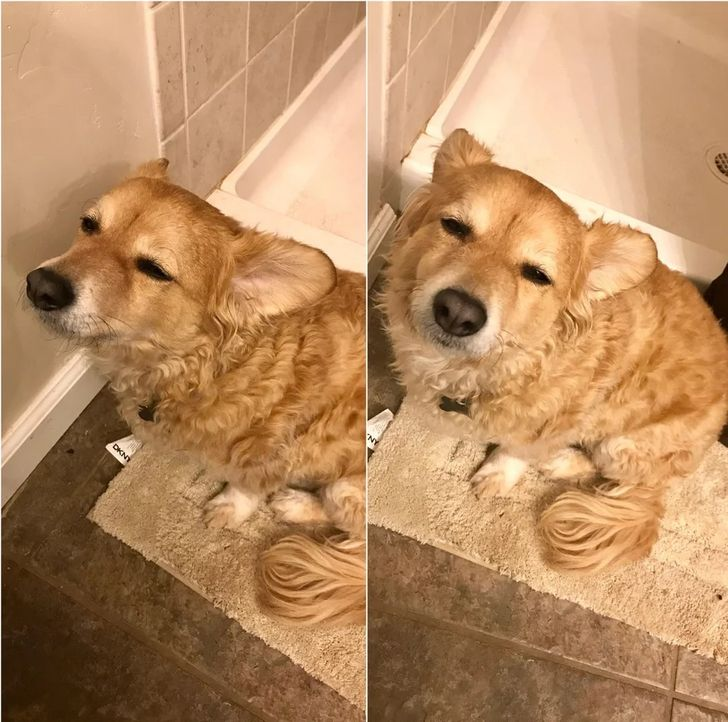 exhausted dog following owner