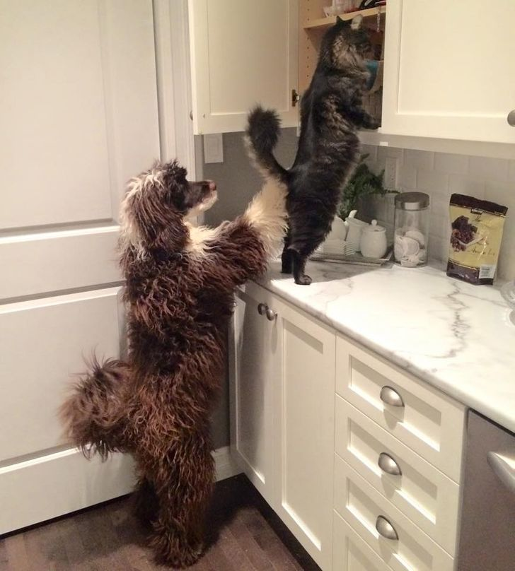 animals stealing treats