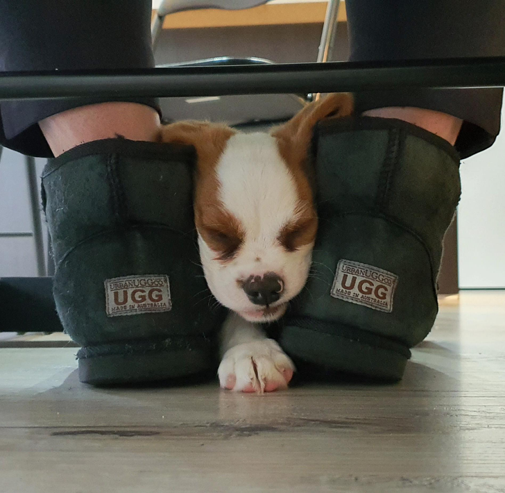 animal head warmer