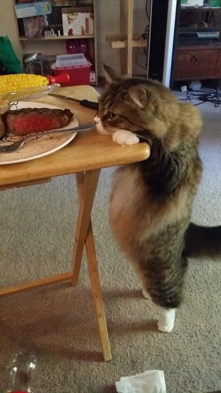 animal stealing steak