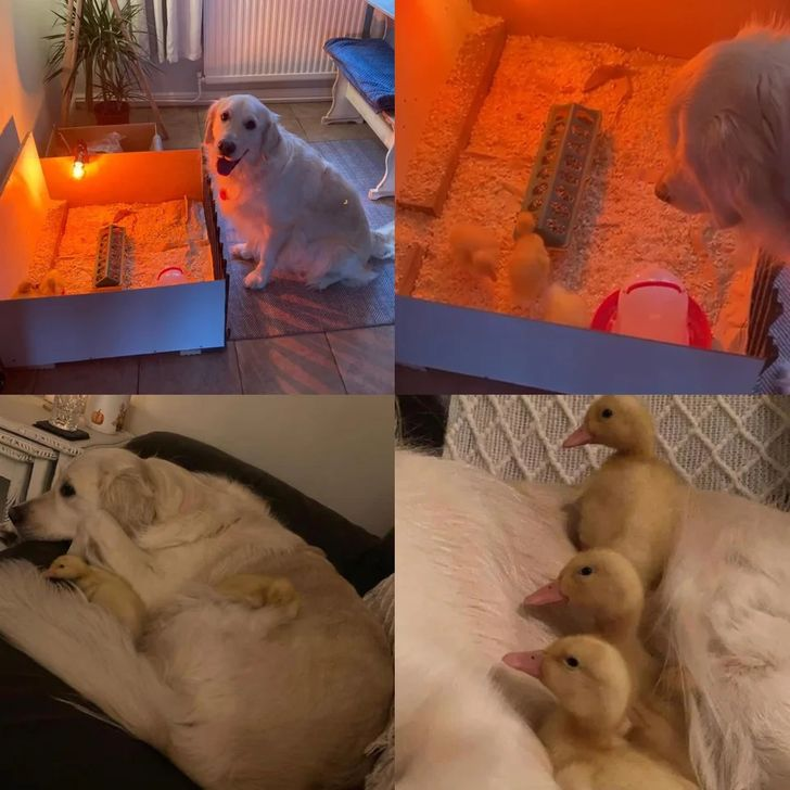 golden retriever with siblings