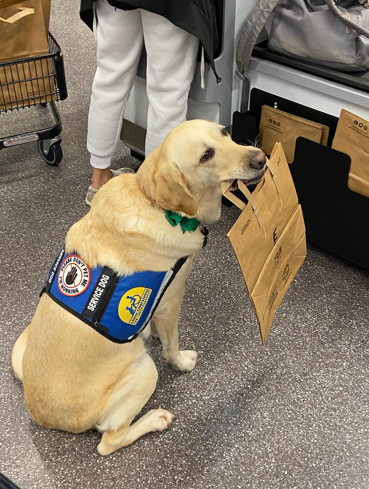 dog helping with grocery shopping