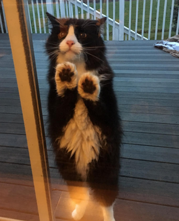 cat regretting decision