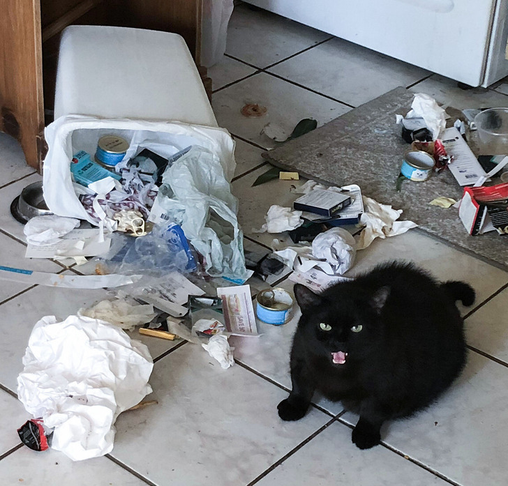 dieting animal