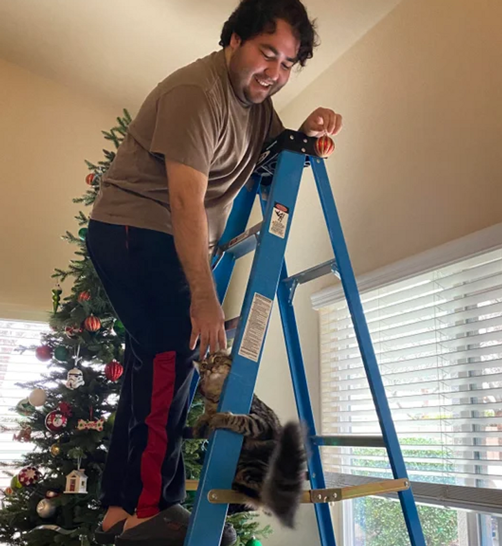 indoor cat on heights
