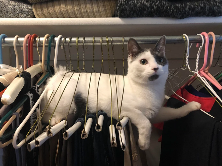 cat popping out of trouser
