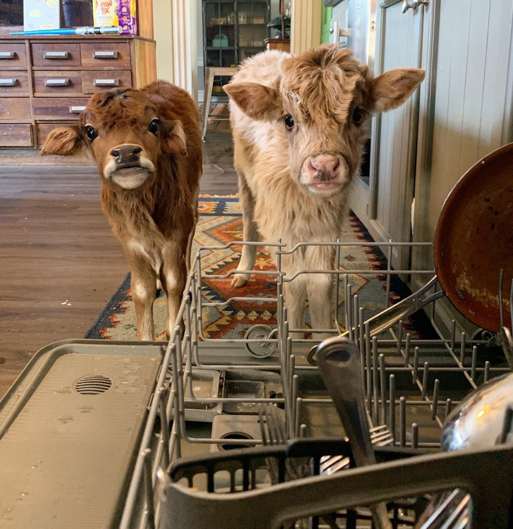 cute animal chefs