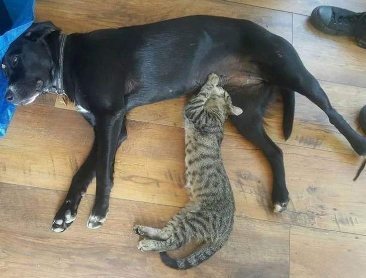 dog nursing cat