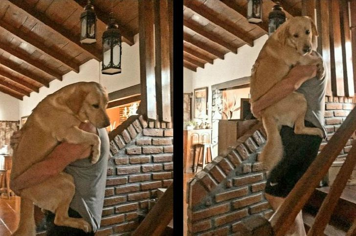 dog afraid to climb down