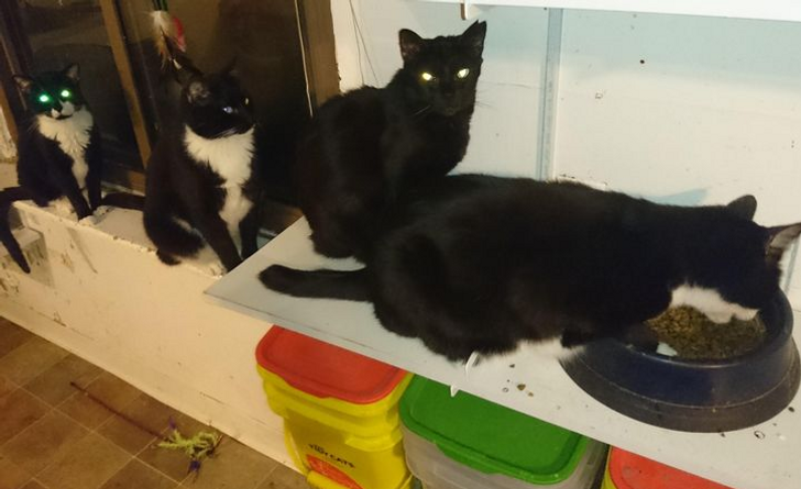 cats manners