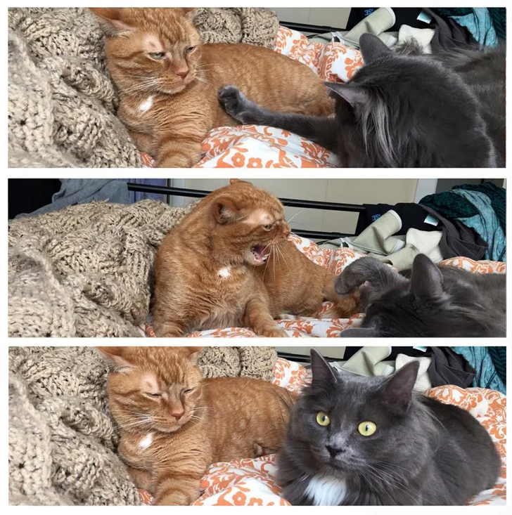 frenemies playing