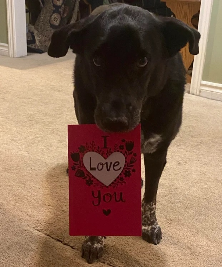 dog presenting random object
