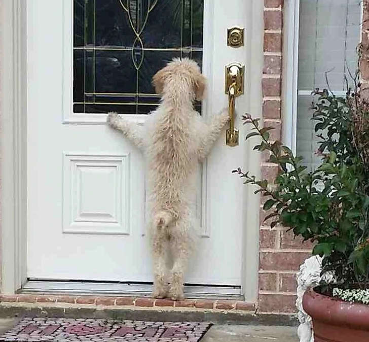 dog surprise