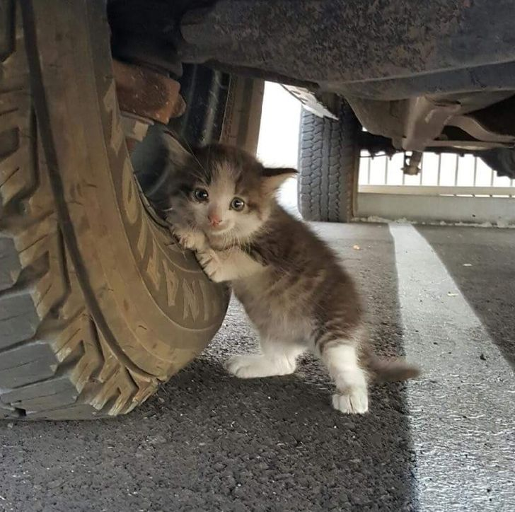 Axel the Kitten