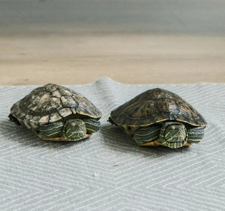 Hypoallergenic Pets