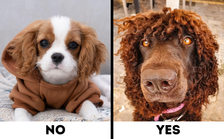 Comparison of Spaniel Breeds