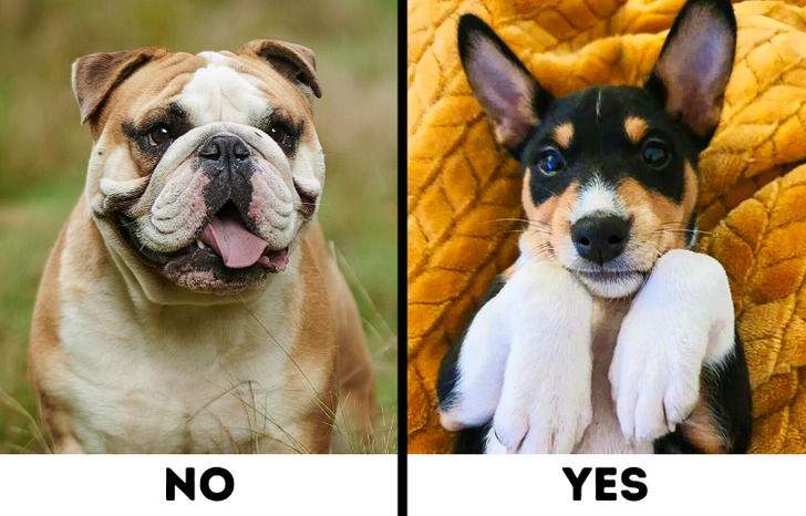 Comparison of Bulldogs and Basenjis