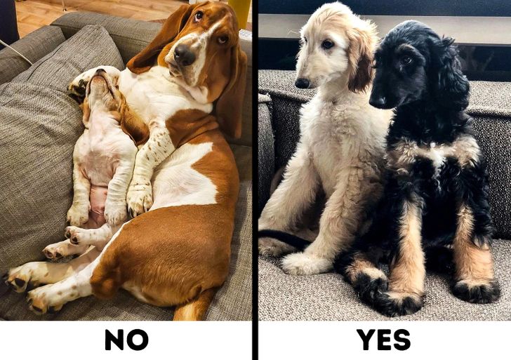 Comparison of Basset Hound and Afghan Hound