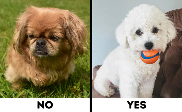 Comparison of Pekingese and Bichon Frise