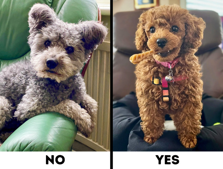 Comparison of Pumi and Poodle