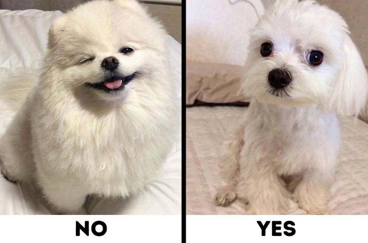 Comparison of Pomerian and Maltese dogs