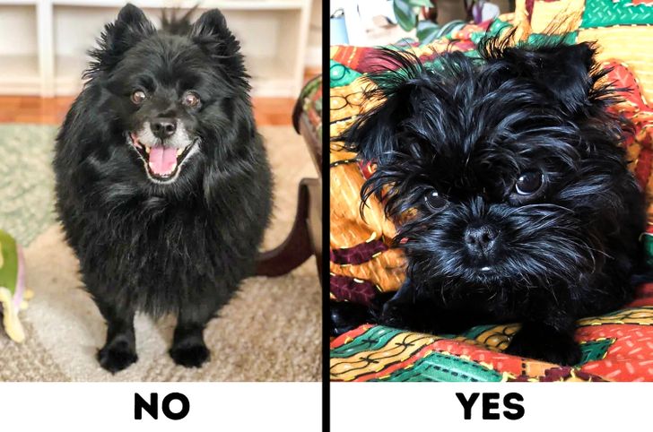 Comparison of Schipperke and Affenpinscher