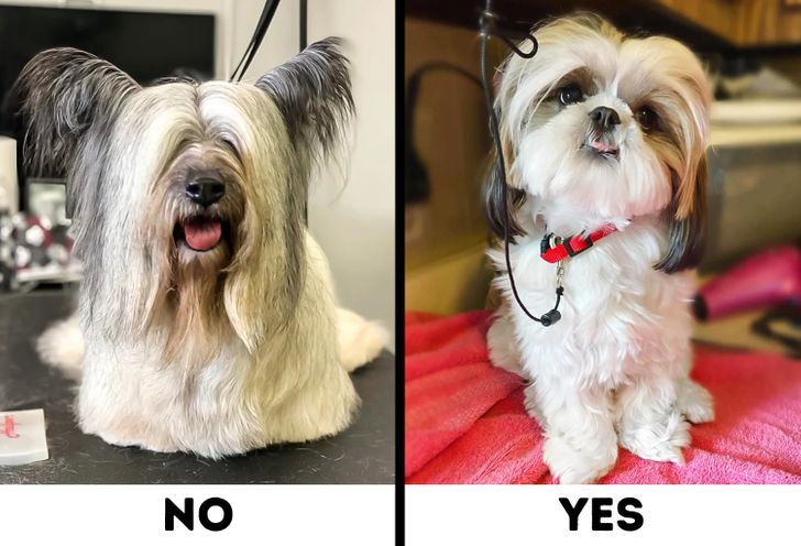 Comparison of Skye Terrier and Shih Tzu