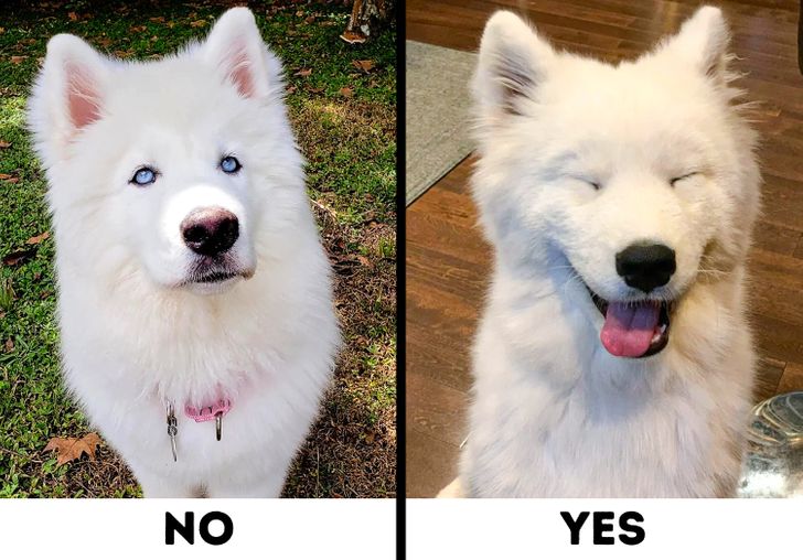 Comparison of Siberian Husky and Samoyed