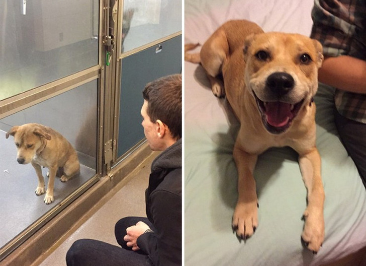 animal transformation post adoption