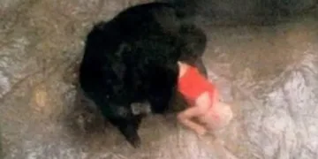 A Remarkable Display of Compassion: When a Gorilla Rescued a Child