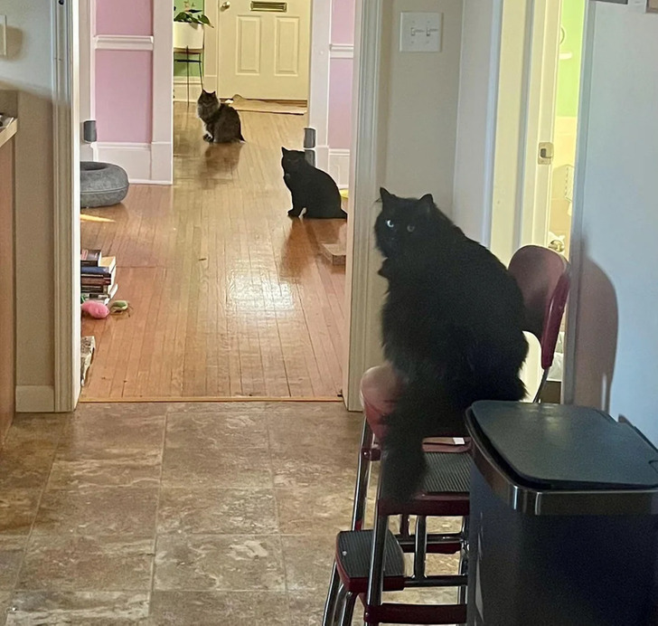 disappointed pets