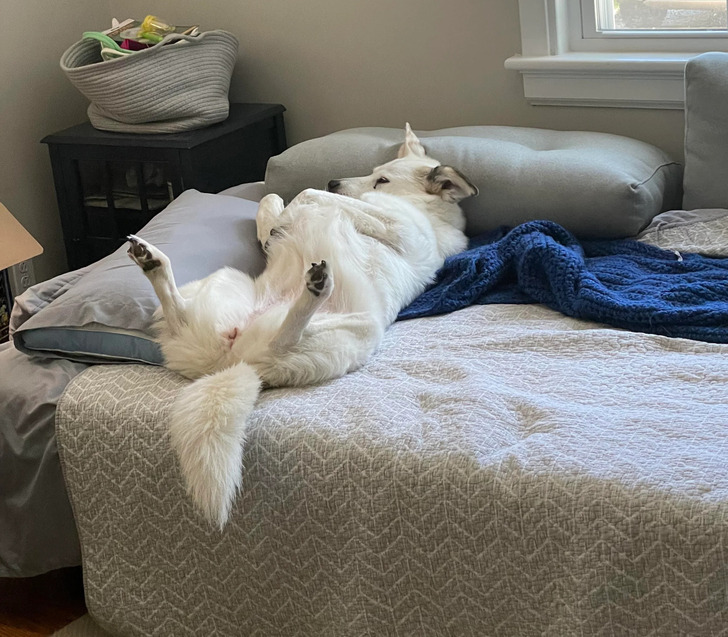 spoiled pets