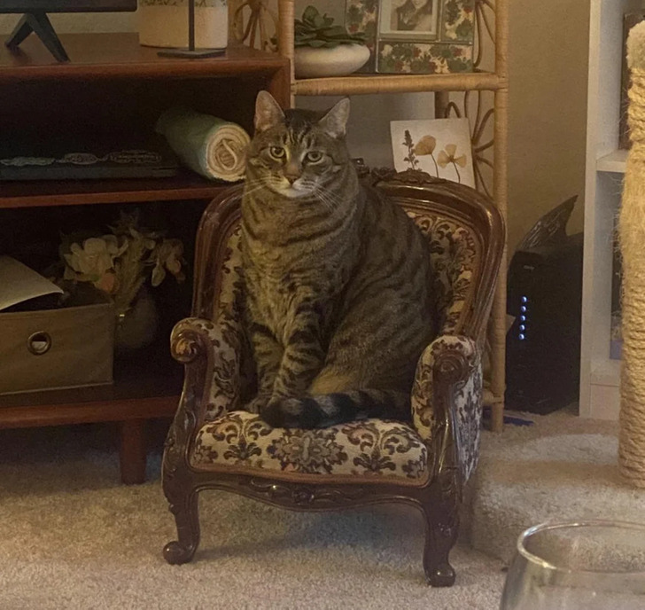 pet chair