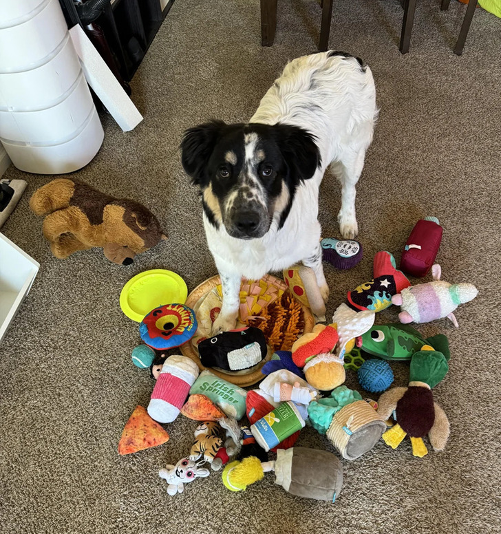 spoiled dog