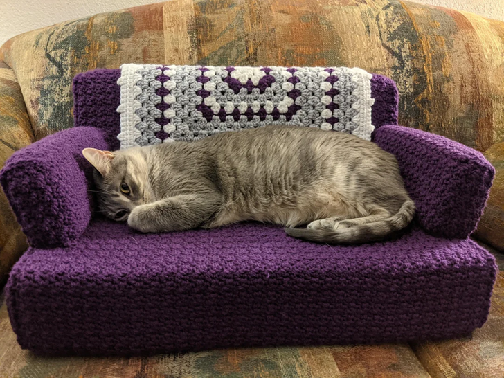 cat couch