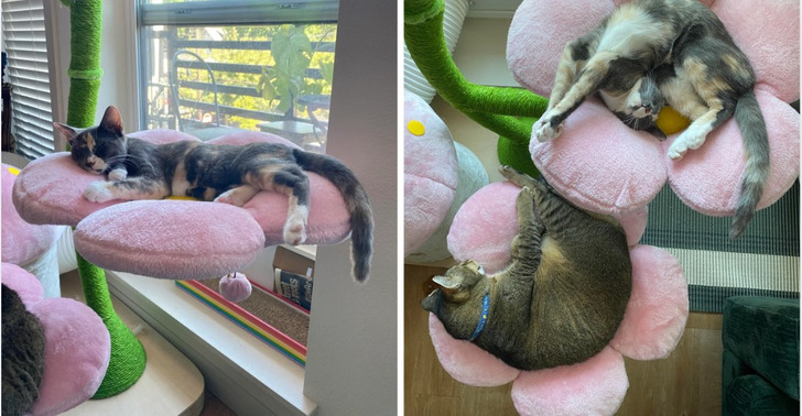 cat tree